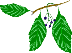 berry
