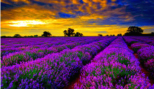 lavender