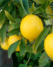 lemon