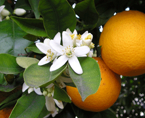wildorange